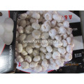 Best Quality Fresh Crop 2019 Pure White Garlic